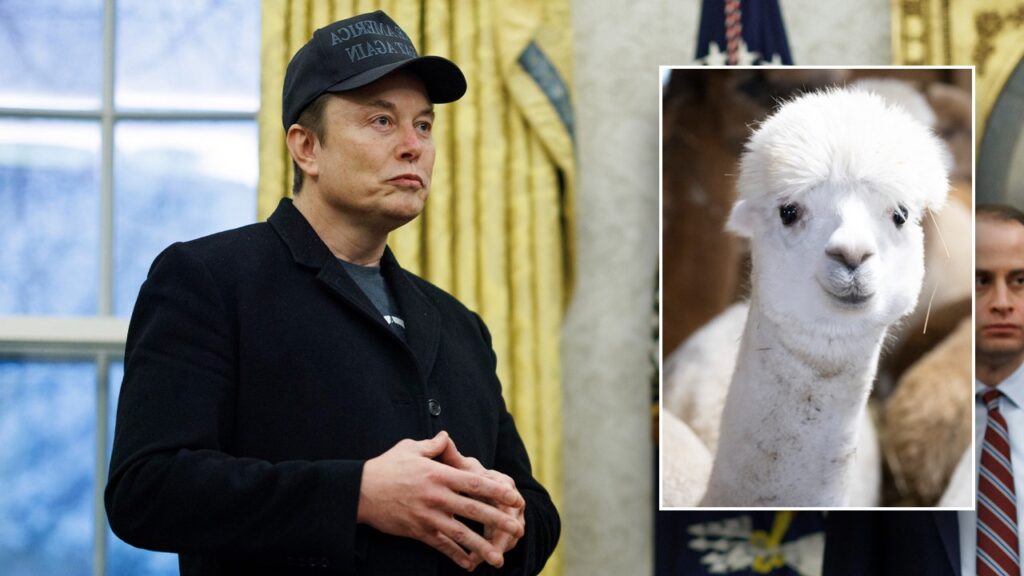 Doge réduit le financement de l’alpaga agricole au Pérou et d’autres subventions suspectes