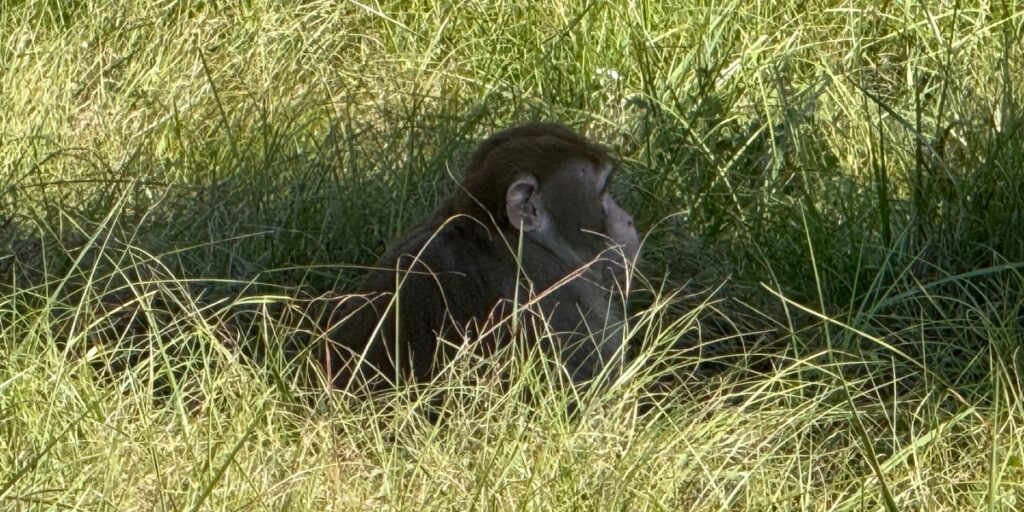 Un singe chercheur est devenu étourdi après qu’un camion s’est renversé sur une autoroute. Ses propriétaires, sa destination et son objectif exact restent entourés de mystère.