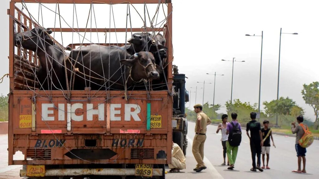 Agriculteurs du Maharashtra : appel à un réseau national de transport de bétail