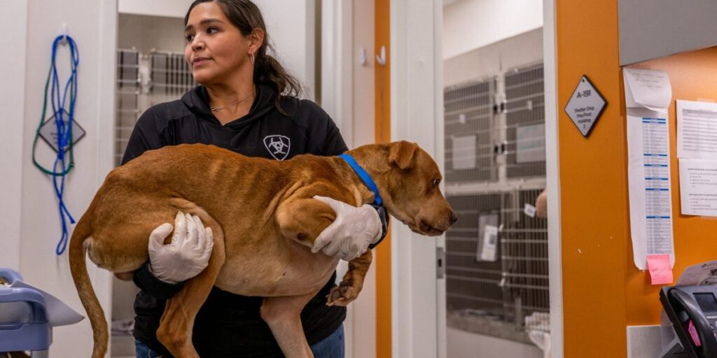 Les frais médicaux vétérinaires augmentent : même si les visites ont diminué, de nombreuses interventions chirurgicales coûtent encore 11 000 $