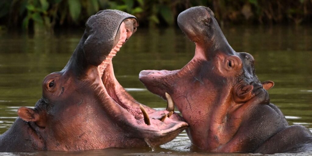 La Colombie approuve un plan visant à éradiquer les hippopotames de cocaïne errant dans le centre du pays