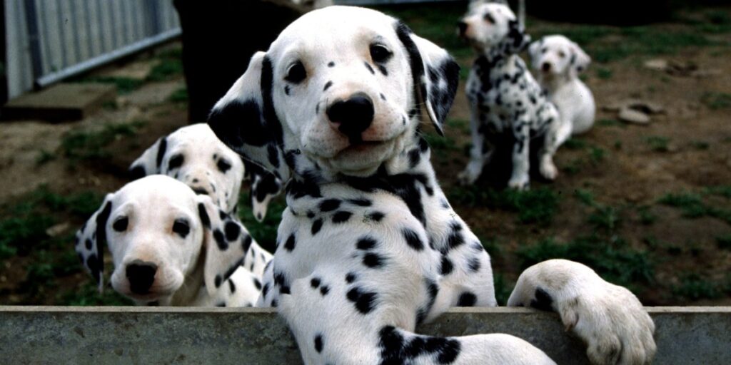 Le meilleur ami de l’homme pourrait vivre un peu plus longtemps, grâce à un nouveau médicament qui promet de prolonger la durée de vie de votre chiot