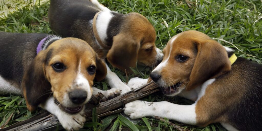 La ferme d’élevage de beagles fermera définitivement après qu’un groupe de conservation ait acheté environ 1 500 chiens à la suite de manifestations