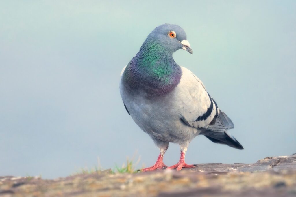 L’application « Slow-cial » Roost vous oblige à ralentir à la vitesse d’un pigeon voyageur